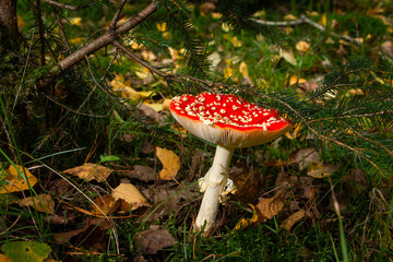 Autumn, time for mushrooms like this fly agaric with its red hood and white dots and the beautiful orange colors in the woods, picture taken in the National park Dwingeloo, the Netherlands