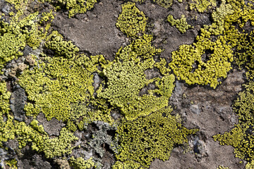Abstract background, stone and moss texture. Yellow and gray color isolated background
