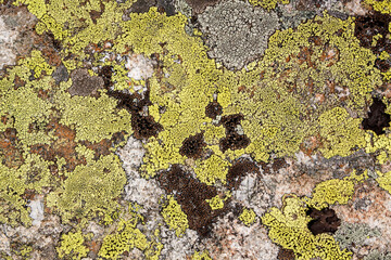 Abstract background, stone and moss texture. Yellow and gray color isolated background