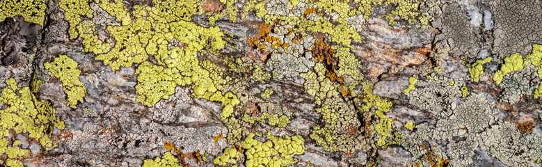 Abstract background, stone and moss texture. Yellow and gray color isolated background