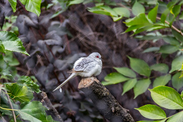 Little white bird sitting on a branch. Diamond dove