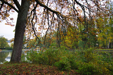 Fototapeta premium Tree by the pond