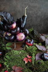 Still life with autumn vegetables in a vintage plate on moss. Eggplant and black tomatoes with water drops.