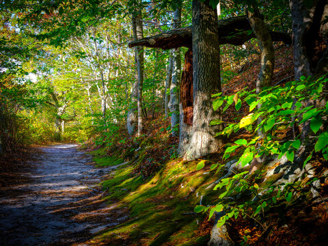 Tranquil walkway with a large fallen tree trunk in the autumn forest on Cape Cod in October