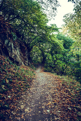 Path in the mountain forest.