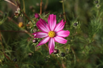 Obraz premium Beautiful purple cosmos flower on dark background