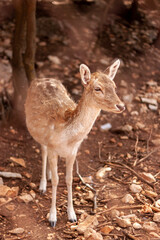close up isolated portrait image of a  fallow deer fawn (Dama dama) in Dana Biosphere reserve in Jordan. The cute animal is standing on red soil covered with stones, rocks and sticks.