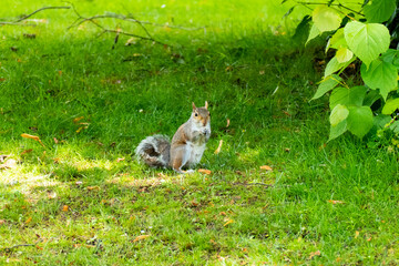 Graues Eichhörnchen - Plage im Pittencrieff Park in Schottland