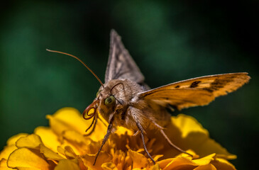 butterfly on a flower