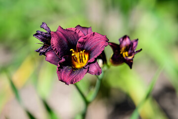 Vivid dark red Hemerocallis Siloam Paul Watts plant, know as daylily, Lilium or Lily plant in a British cottage style garden in a sunny summer day, beautiful outdoor background