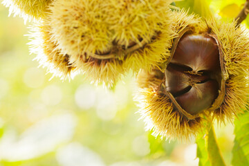 Close-up of sweet chestnuts on a tree on a sunny day in fall