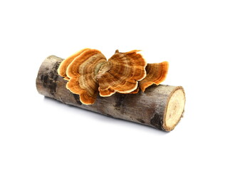 Trametes versicolor isolated on white. Trametes versicolor, also known as coriolus versicolor and...