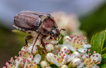 bug on a flower
