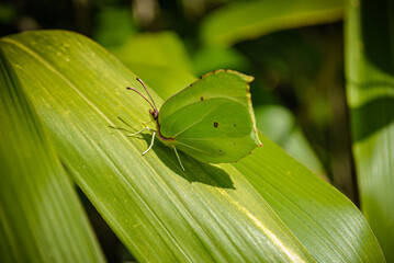Schmetterling in grün