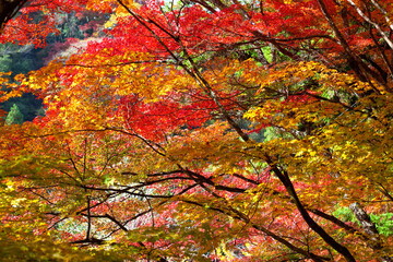 香嵐渓の紅葉
