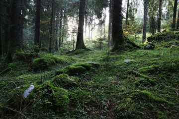 The Dark forest of Cansiglio