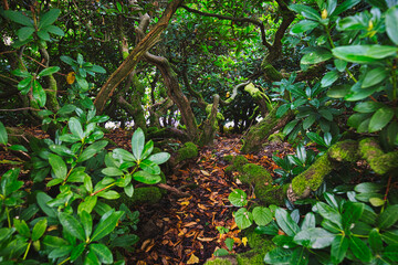 Undergrowth at the pond