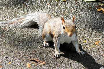 Graues Eichhörnchen - Plage im Pittencrieff Park in Schottland