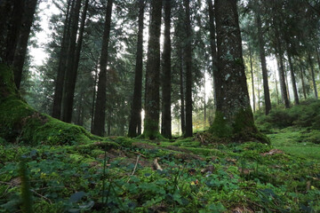 The Dark forest of Cansiglio