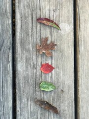 Obraz na płótnie Canvas Different Leaves