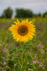 Obraz premium Sonnenblume