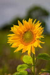 Sonnenblume