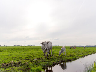 A Gascon cow and calf