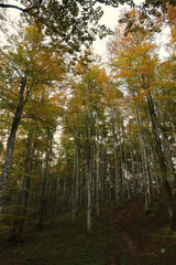 Fototapeta na wymiar Autumn in the mountains of Friuli, Italy