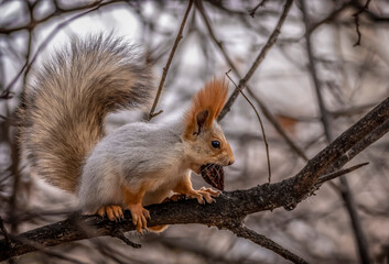 squirrel on a branch