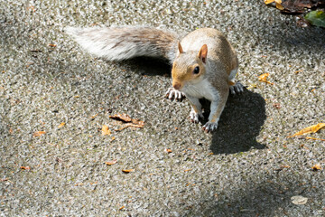 Graues Eichhörnchen - Plage im Pittencrieff Park in Schottland