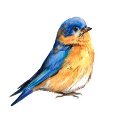 Bluebird watercolor illustration, feathered, migratory bird, blue plumage, orange breast, fauna, bird