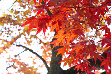 香嵐渓の紅葉