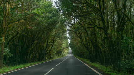 Obraz premium Carretera rodeada de árboles 