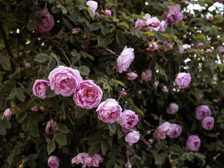 Scotch rose, Rosa "Poppius", old cultivar, beautiful sweet scented shrub rose blooming in a park in Helsinki, Finland
