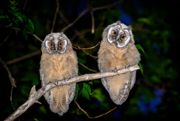 Two owls
