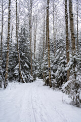 View of  hiking trail in the winter forest, Nuuksio National Park, Espoo, Finland