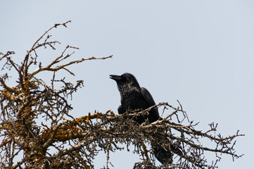 A Large Raven Perched in a Tree