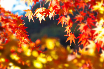 香嵐渓の紅葉