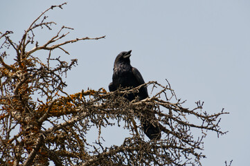 A Large Raven Perched in a Tree