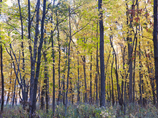 Fall Forest with Mostly Yellow Leaves on a Sunny Autumn Day 