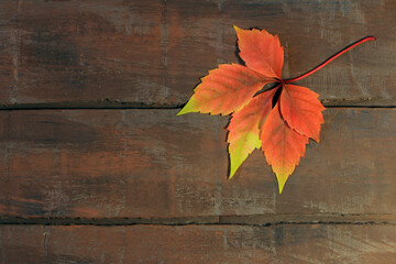 Naklejka na ściany i meble autumn leaf of wild grapes on wooden boards. Copy space