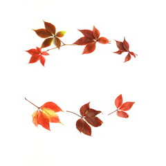 Autumn leaves frame isolated on white background. Autumn, fall, thanksgiving day concept. Flat lay, top view, copy space. Leaves wreath.