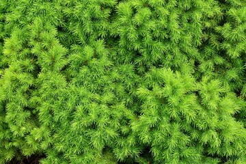 Closeup green christmas branches of thuja plants, soft focus. Abstract natural background from the wall of evergreen needle. Textured natural green leaves background with selective focus 