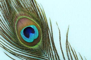 Peacock feather on blue background