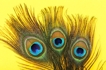 Peacock feathers on yellow background