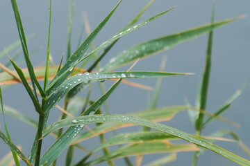 goûte d'eau sur les feuilles