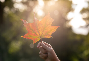 Autumn. Fallen yellow autumn maple leaf in a child's hand against the background of a sunny forest, close-up