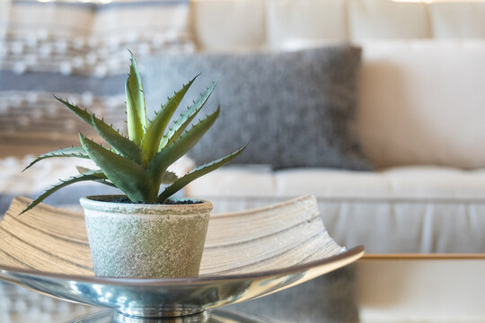 Home decor style with potted Aloe vera succulent plant.