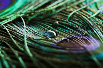 Background of peacock feathers with water drops