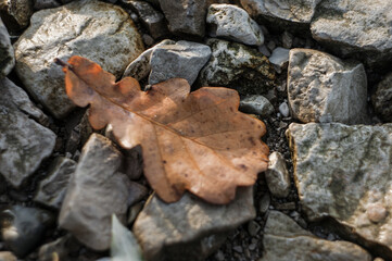 leaf on stone